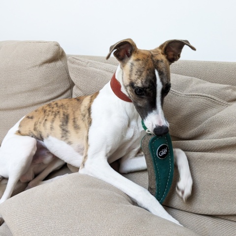 Green&wildes zamszowa papryczka