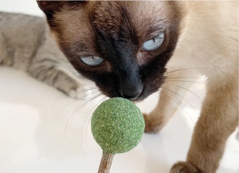 Lizak z kocimiętką Cat Want