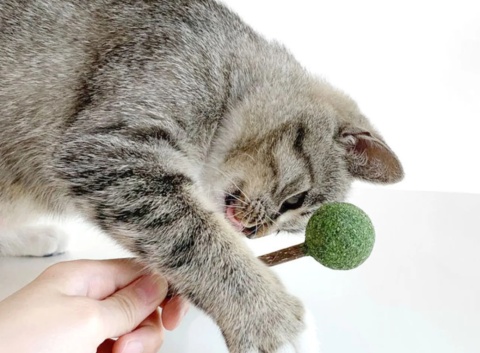 Lizak z kocimiętką Cat Want