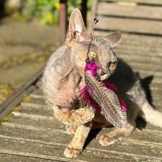 Profeline zawieszka kolorowe pióra 2 szt